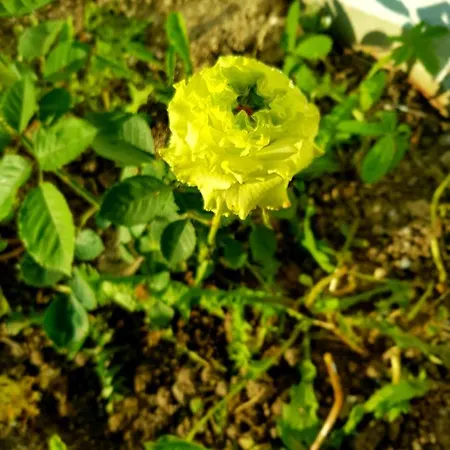 Hotel Elit Palace And 4*